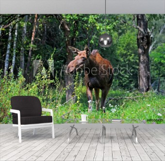 Picture of Elk in their natural habitat